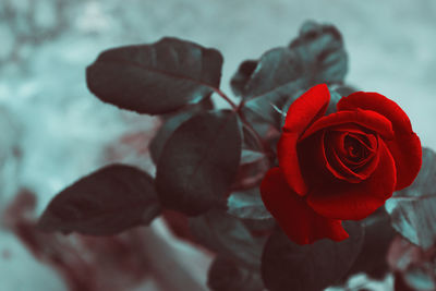 Close-up of red rose against blurred background