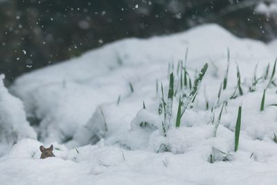 Close-up of snow