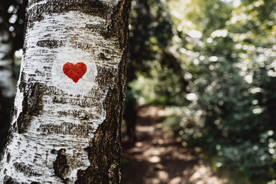 Close-up of tree trunk