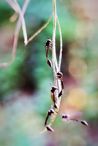 Close-up of insect on plant