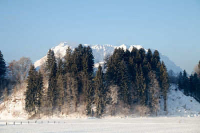 The tame emperor towers up behind fir trees, tyrol austria