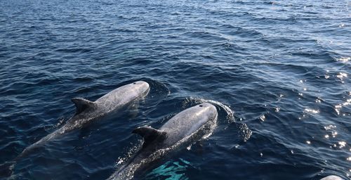 High angle view of whales swimming in sea