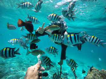 View of fishes swimming in sea