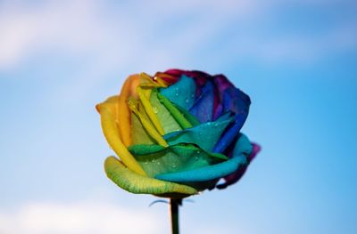 Close-up of rose in blue sky