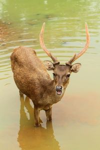 Deer standing in lake