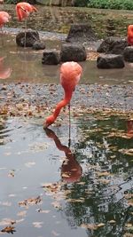 Close-up of reflection in water