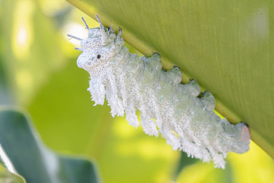 Close-up of snow on leaf