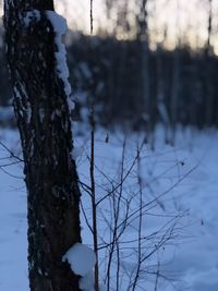 Frozen tree trunk during winter