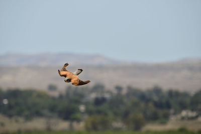 Bird flying against blurred background