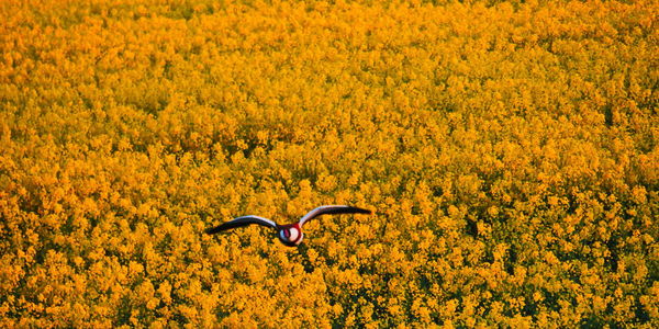 View of yellow flowering plants on land