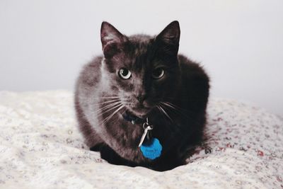 Close-up portrait of cat on floor