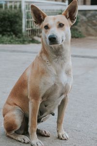 Portrait of dog sitting in city