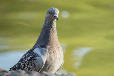 Close-up of a bird