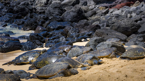 Rocks on beach