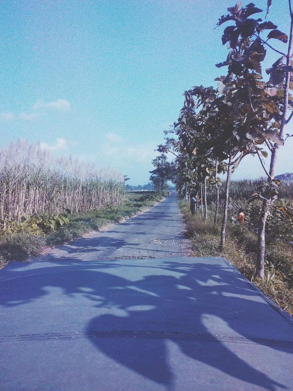 the way forward, tree, road, diminishing perspective, transportation, blue, vanishing point, sky, clear sky, sunlight, road marking, tranquility, nature, day, empty, street, growth, shadow, tranquil scene, empty road