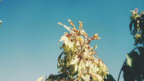 Low angle view of clear blue sky