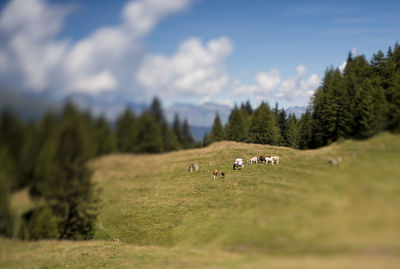 Trees on field