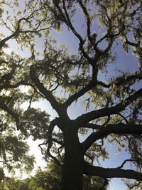 Low angle view of tree against sky