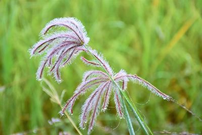 Close-up of purple flowering plant