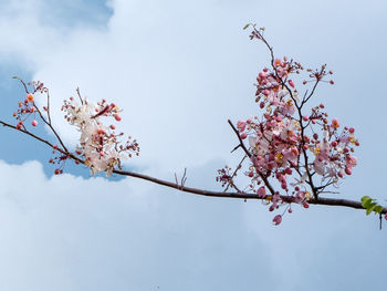 Low angle view of cherry blossoms in spring