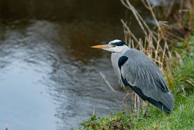 Bird in lake