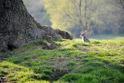 Trees on grassy field