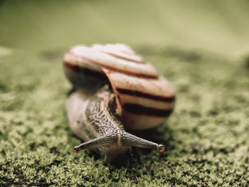 Close-up of snail on land