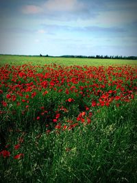 Red poppy flowers blooming on field against sky