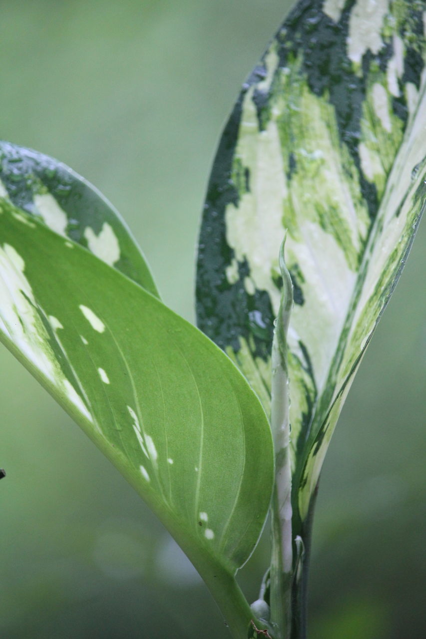 CLOSE-UP OF WATER DROPS ON LEAVES