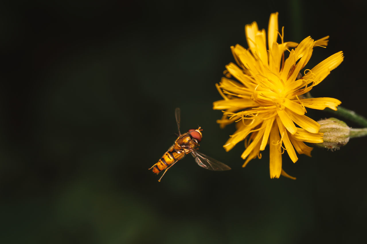 CLOSE-UP OF YELLOW INSECT ON PLANT