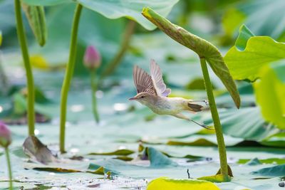 Close-up of a bird flying over lake