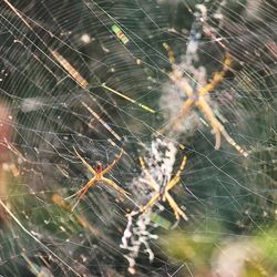 spider web