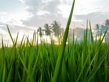 Crops growing on field against sky