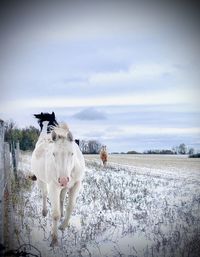 View of a horse on field