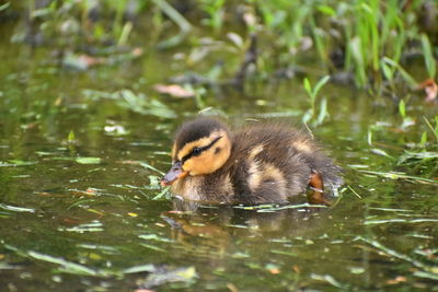 Duck in a lake