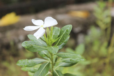 Close-up of white flowering plant