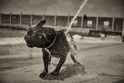 Wet dog in water