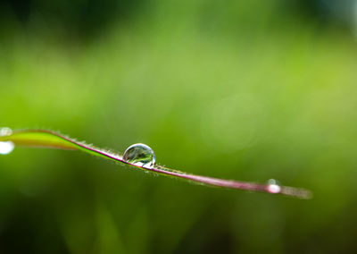 Close-up of raindrops on leaf