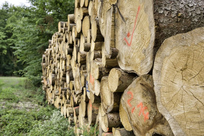 Stack of logs in forest