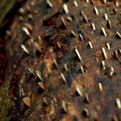 Close-up of rusty metal