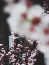 Close-up of pink flowers