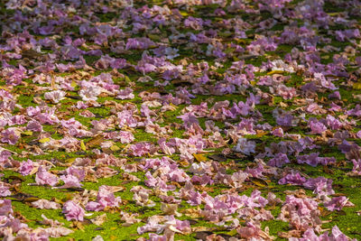 Close-up of purple flowering plants on field