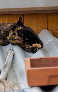 Close-up of cat lying on floor