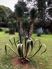 Plants growing on field in park