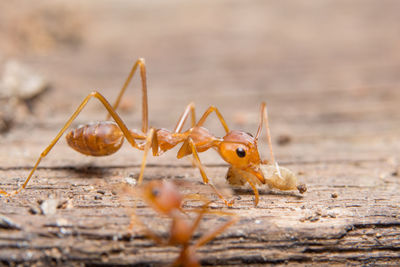 Close-up of ant on wood