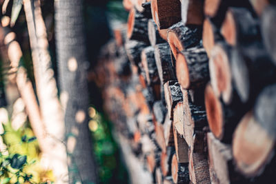 Full frame shot of tree trunk