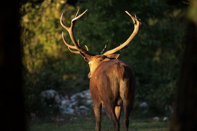 Deer standing on field