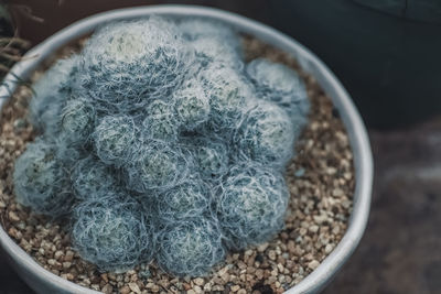 High angle view of eggs in bowl on table