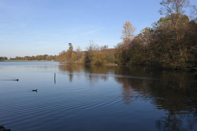 Birds swimming in lake against sky