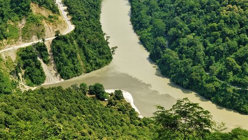 High angle view of trees growing in forest